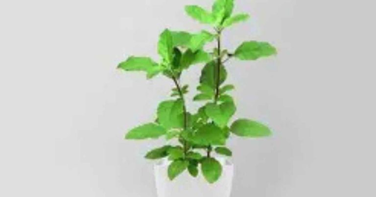 Tulsi Ji Ki Aarti: Meaning, Ritual & Significance for Indian Devotees